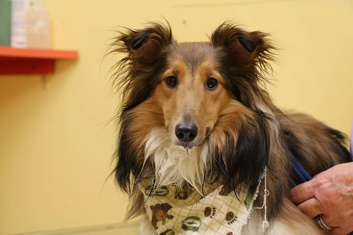 Tranquility Veterinary Clinic Picture 5