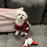 Silver Maple Veterinary Clinic ico
