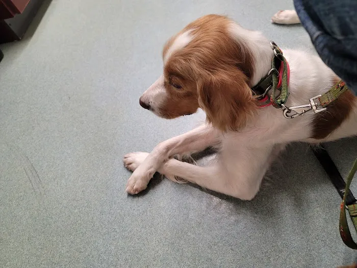 Silver Maple Veterinary Clinic Picture 2