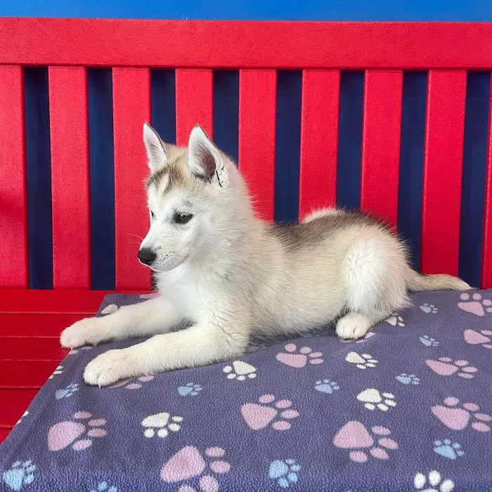 The Puppy Palace Picture 2