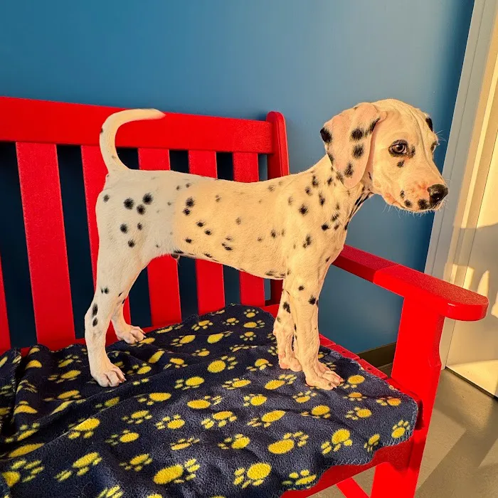 The Puppy Palace Picture 3