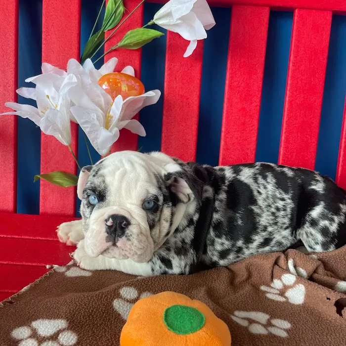 The Puppy Palace Picture 6
