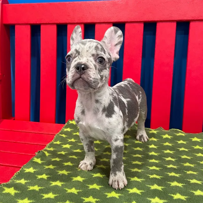 The Puppy Palace Picture 4