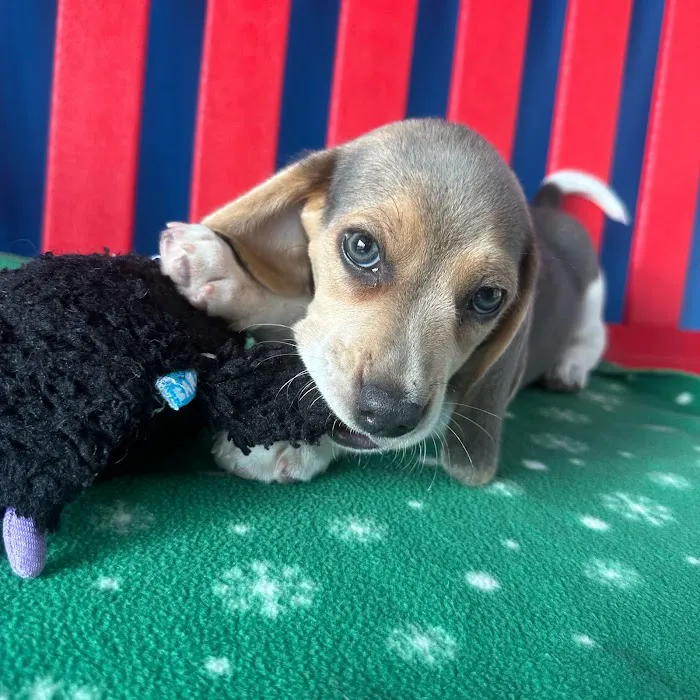 The Puppy Palace Picture 5