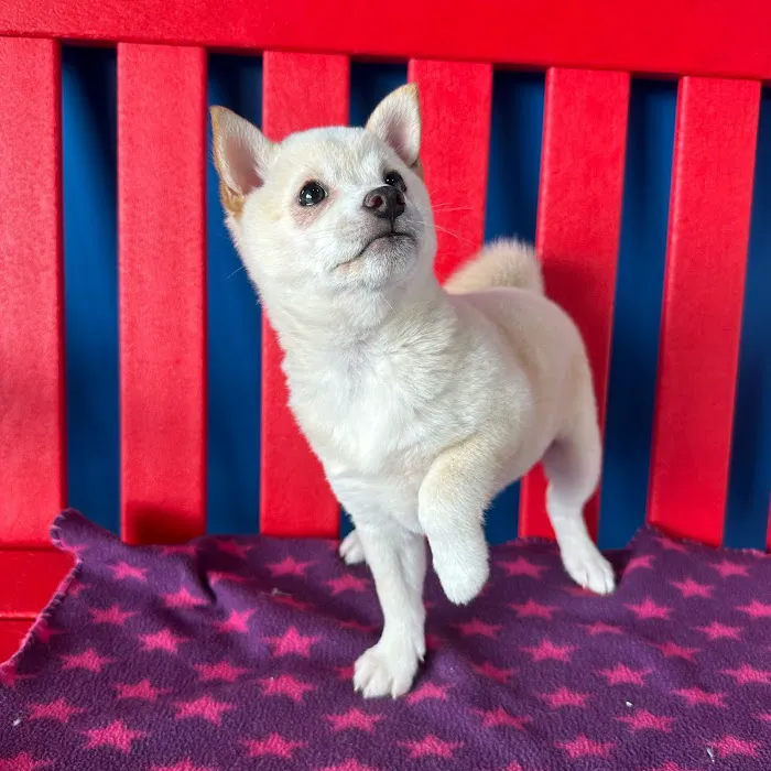 The Puppy Palace Picture 10