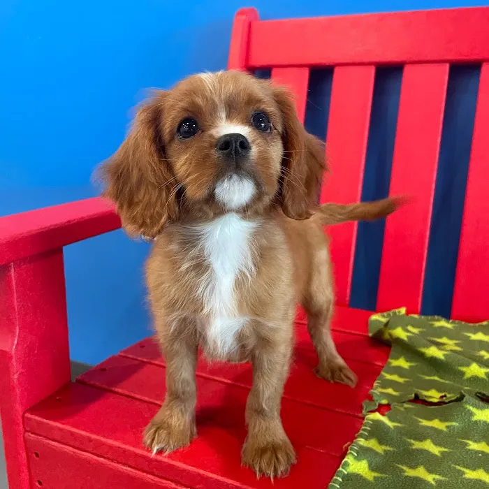 The Puppy Palace Picture 7
