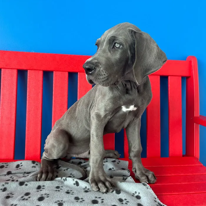 The Puppy Palace Picture 8