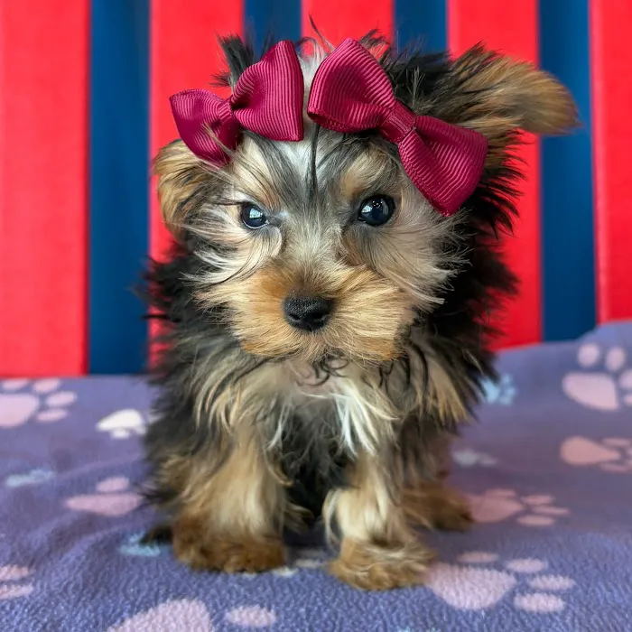The Puppy Palace Picture 9