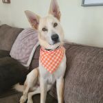 Mahoning Valley Animal Hospital