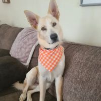 Mahoning Valley Animal Hospital ico