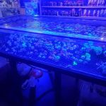 Jay's Aquatics
