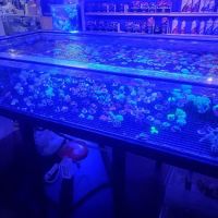 Jay's Aquatics ico