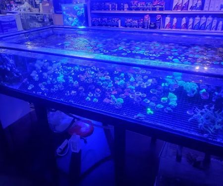 Jay's Aquatics