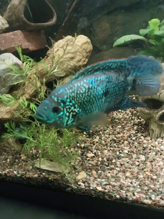 Jay's Aquatics Picture 4
