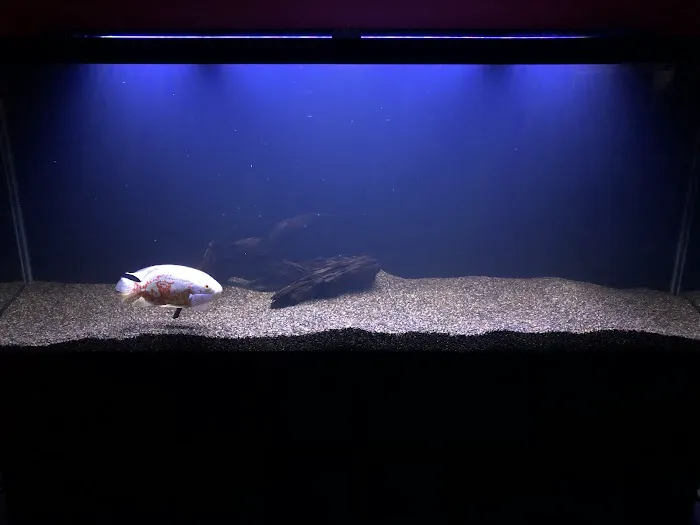 Jay's Aquatics Picture 7