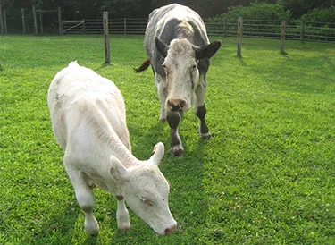 Muddy Creek Veterinary Service Picture 4