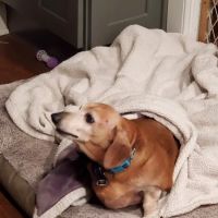 Cambria Veterinary Center ico