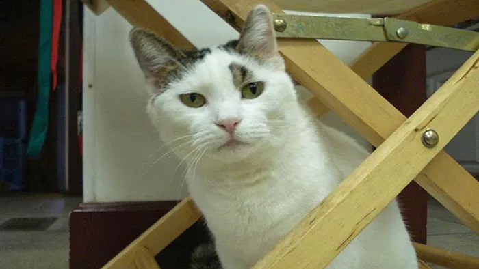 Cambria Veterinary Center Picture 3