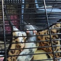 Jabberwock Reptiles ico