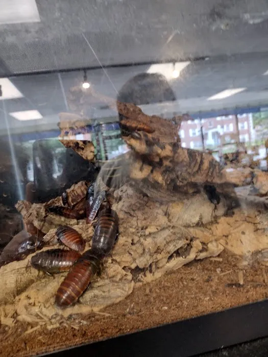 Jabberwock Reptiles Picture 3