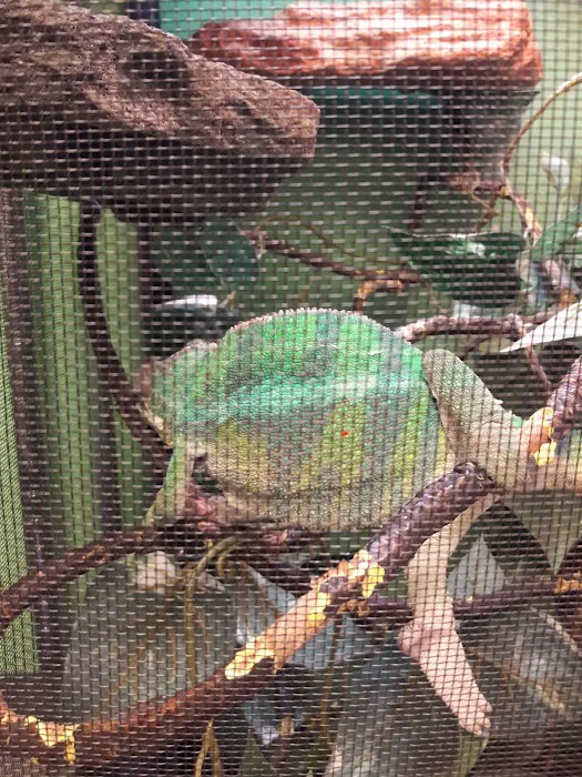 Jabberwock Reptiles Picture 6