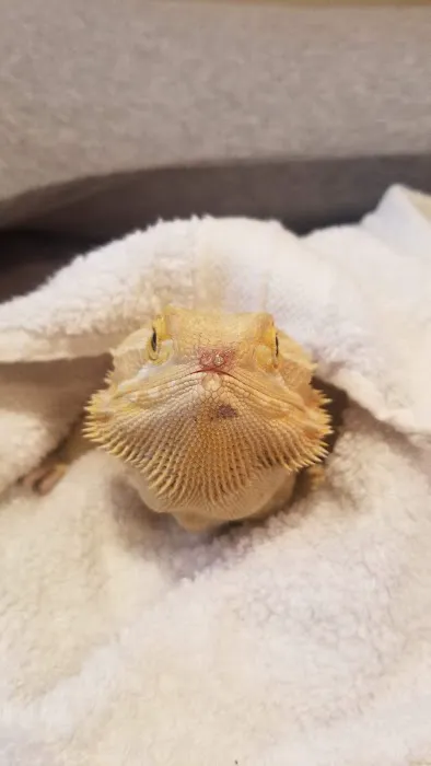 Jabberwock Reptiles Picture 8