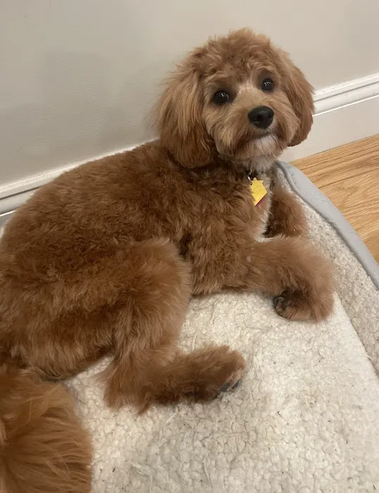 The Natural Dog Picture 5