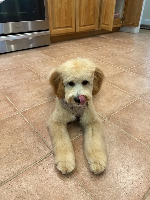 The Natural Dog Picture 7