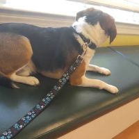 Fountain Green Veterinary Center ico