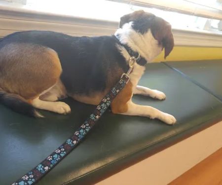 Fountain Green Veterinary Center