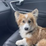 Petco