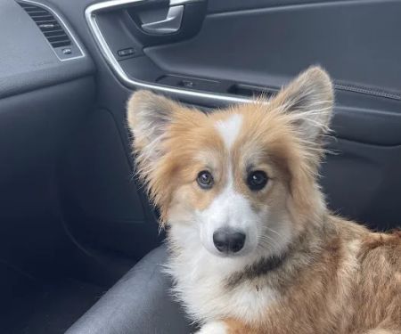 Petco