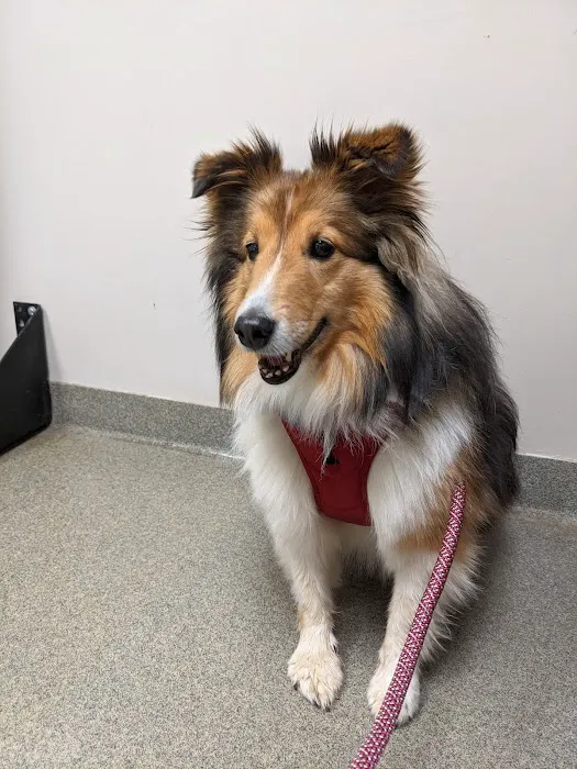 Hickory Veterinary Hospital Picture 4