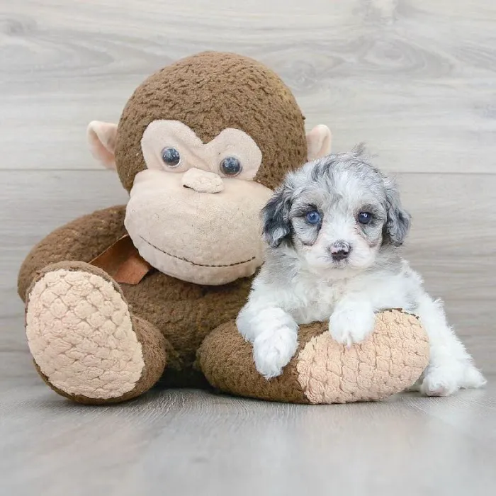 Pet Express Picture 1