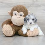 Pet Express