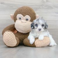 Pet Express ico
