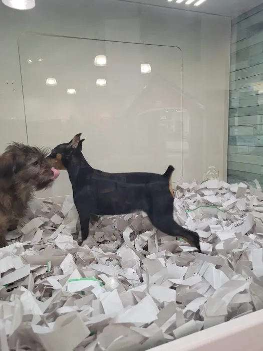 Pet Express Picture 4