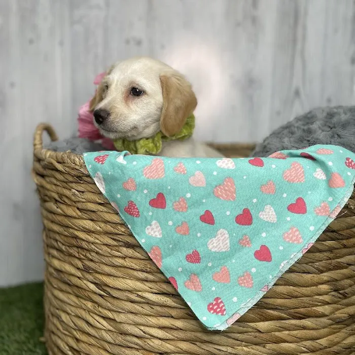 Pet Express Picture 6