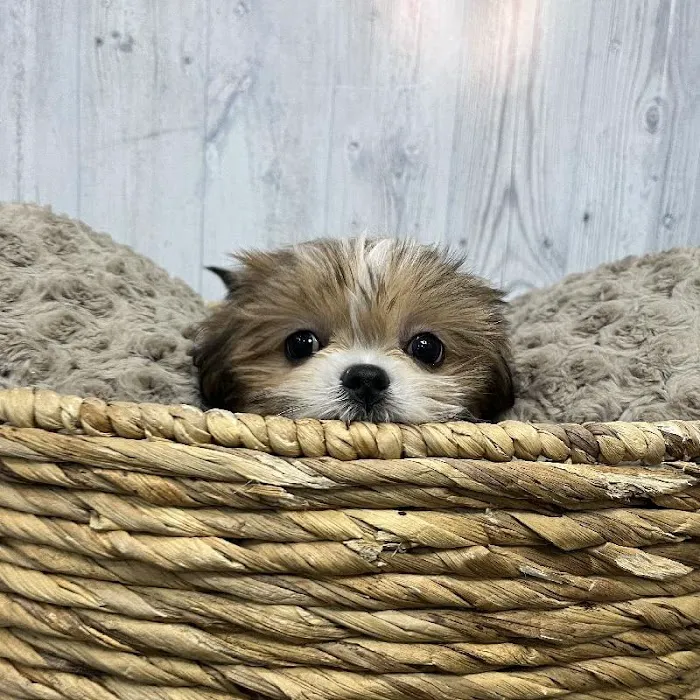 Pet Express Picture 7