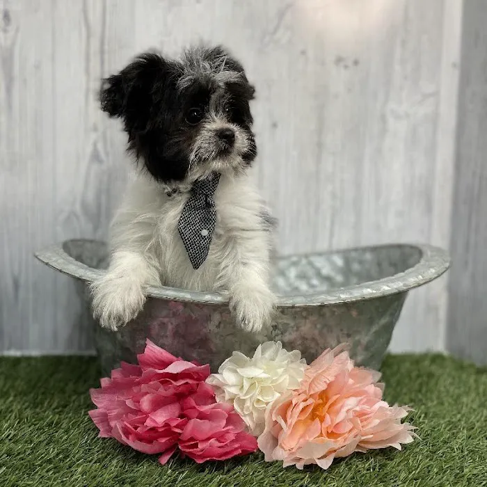 Pet Express Picture 9