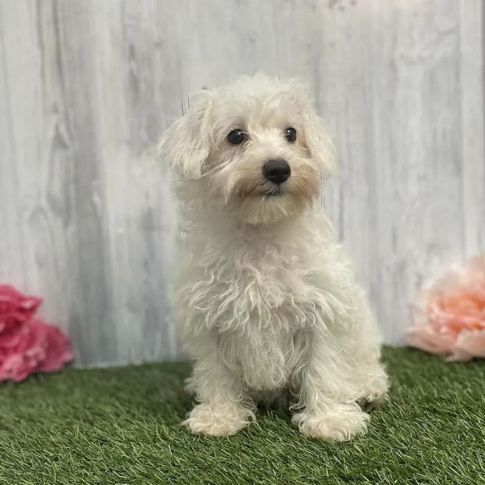 Pet Express Picture 10