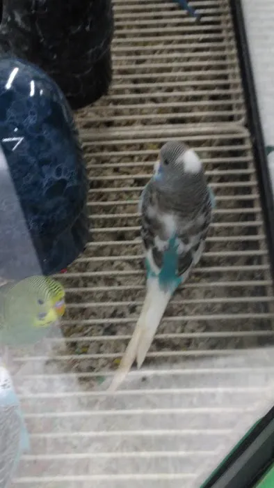 Petco Picture 7