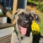 Madonna Veterinary Clinic Inc