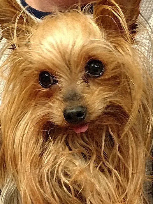 Madonna Veterinary Clinic Inc Picture 4