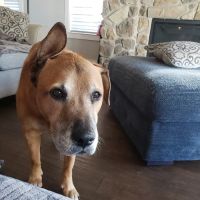 Eternal Pawprints Veterinary Hospice & Euthanasia ico
