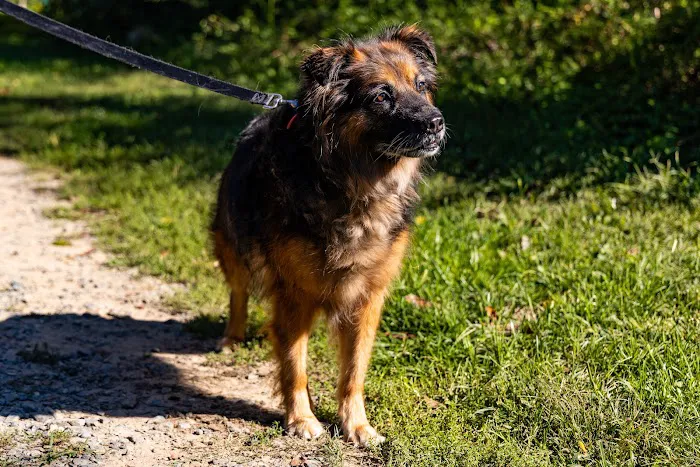 Eternal Pawprints Veterinary Hospice & Euthanasia Picture 2