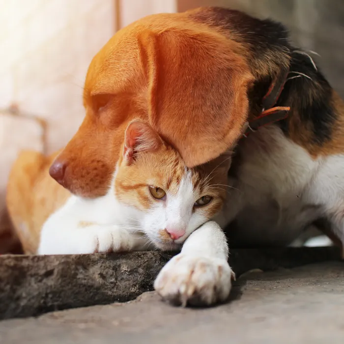 Eternal Pawprints Veterinary Hospice & Euthanasia Picture 8