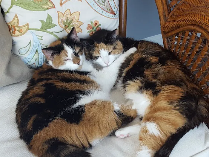 Eternal Pawprints Veterinary Hospice & Euthanasia Picture 9