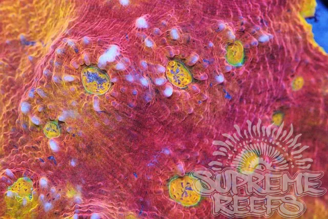 Supreme Reefs Picture 7