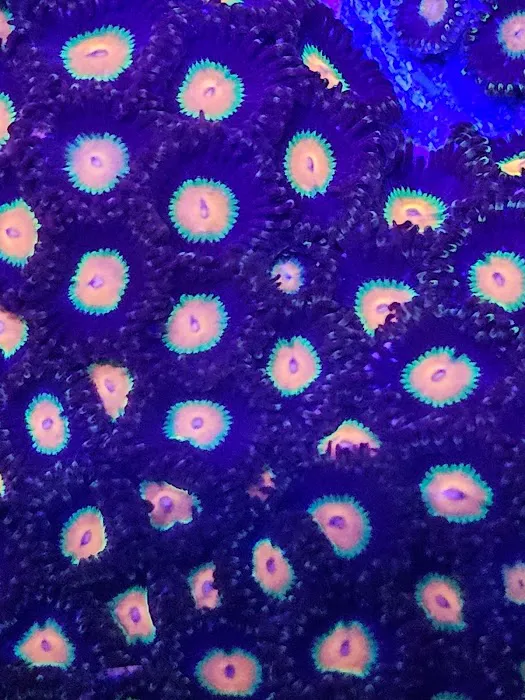 Supreme Reefs Picture 5